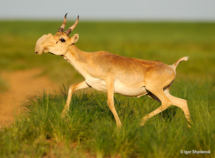 saiga antelope