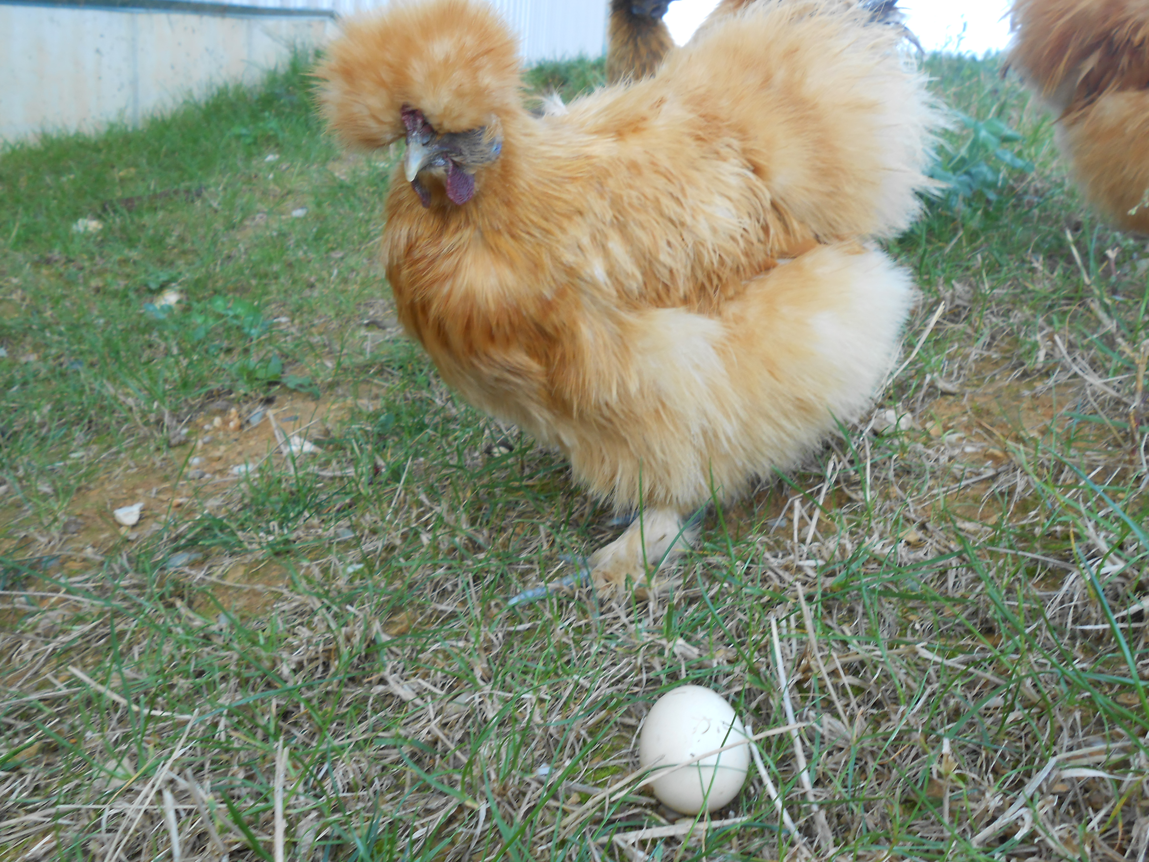 Saige, my broody girl