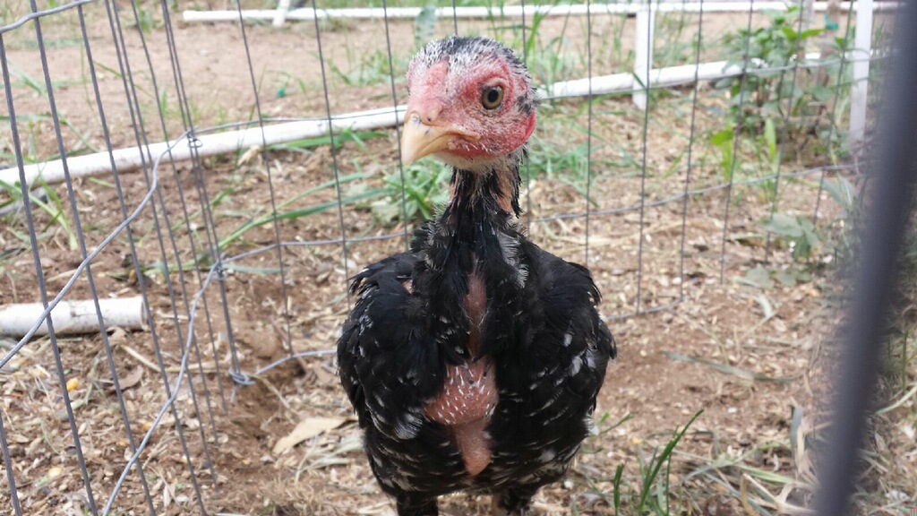 Saigon Viper Alligator Scale Cockerel