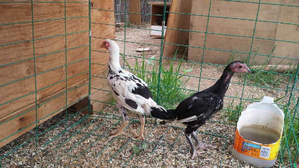 Saigon Viper pullet