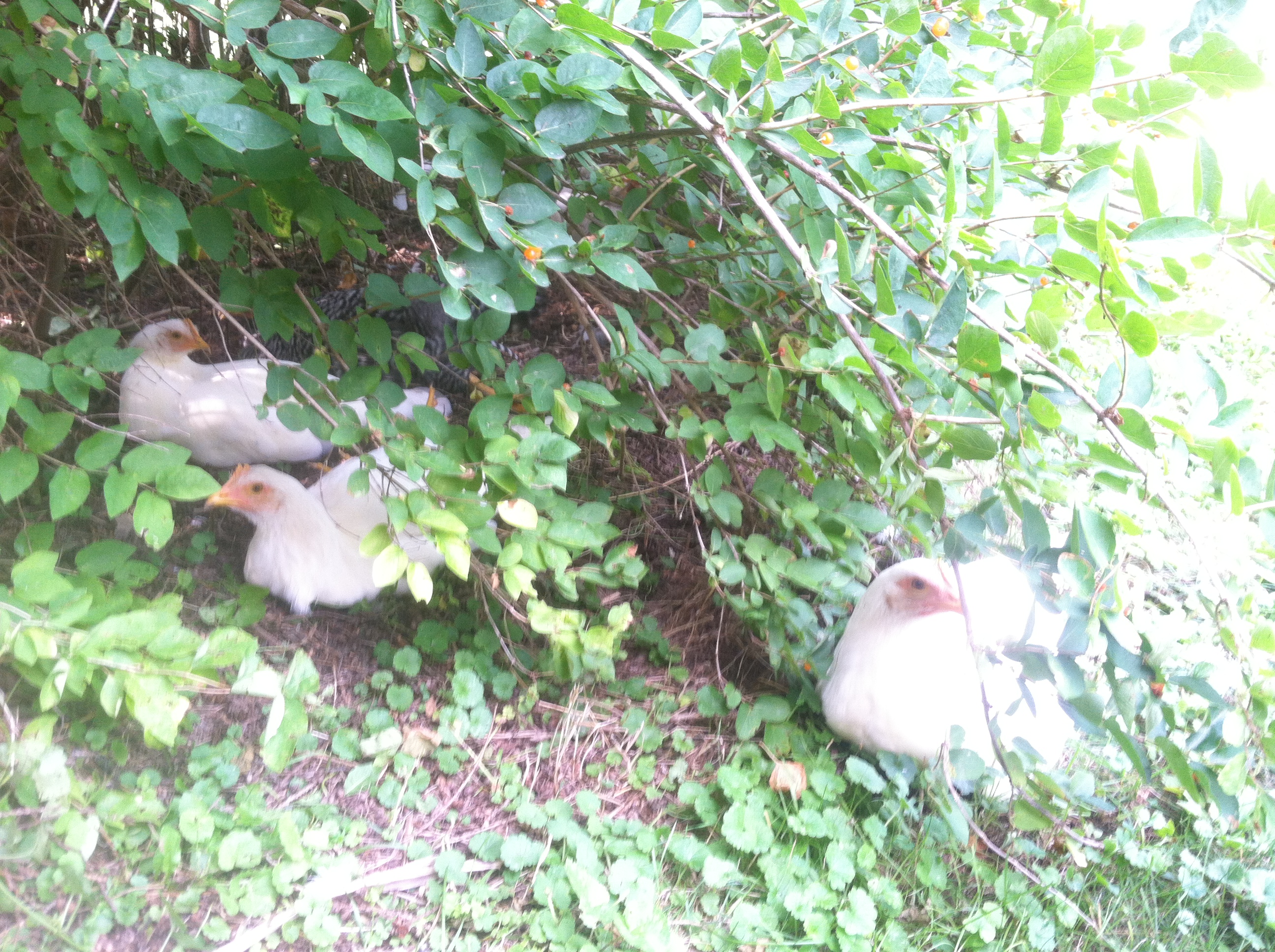 Sally, Hiccup and Peep are our leghorns. Just chillin in the shade, their not really sure what to thing about the new arrivals. "Red Sex Links" also we just a couple new EE's. 1 hen and 1 roo.