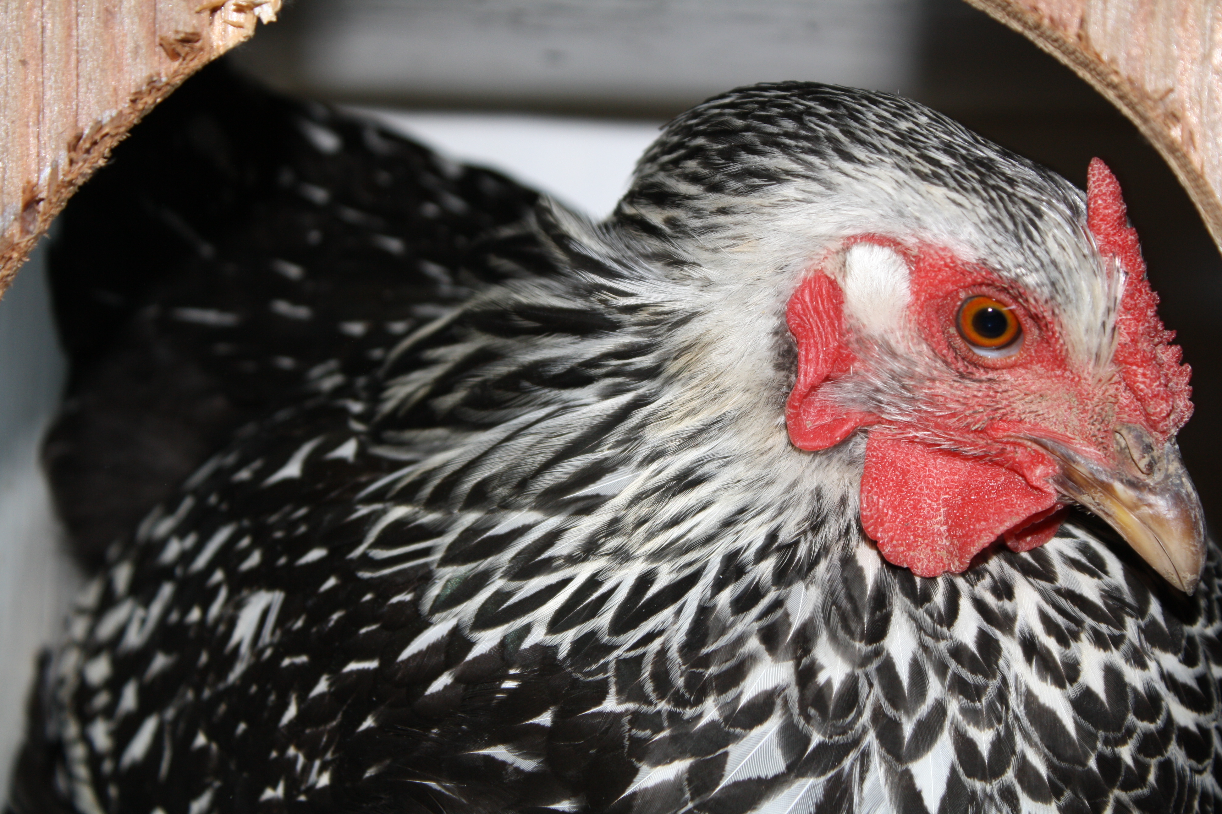 Sally, my SLW coming out of the nest box, and not happy that I interrupted her.