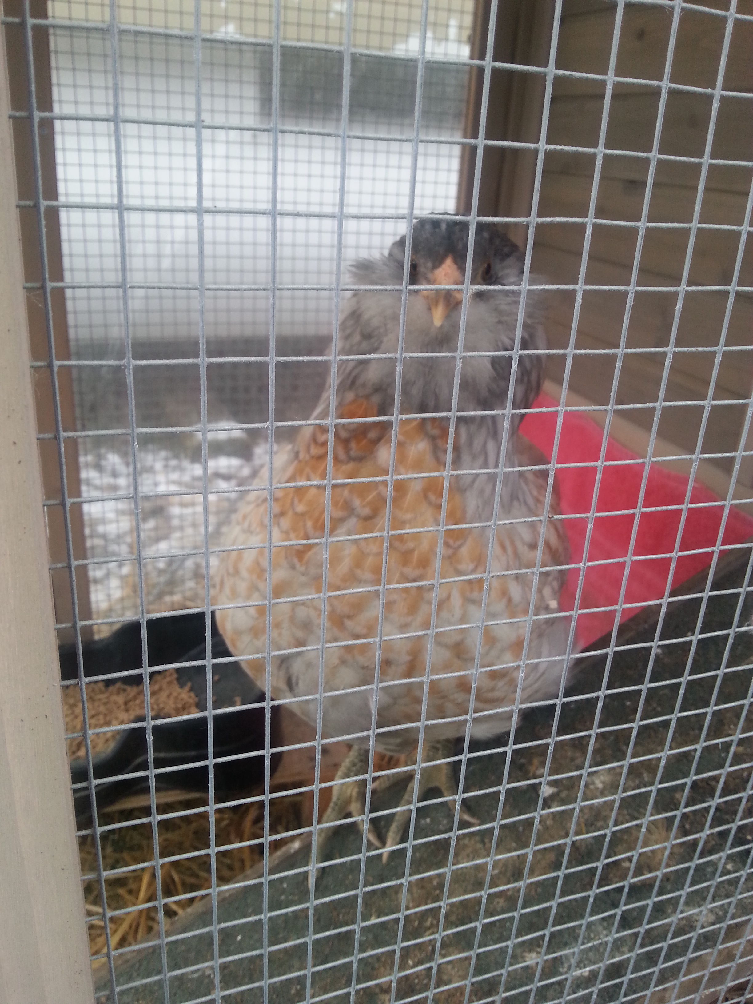 Sally our Easter Egger