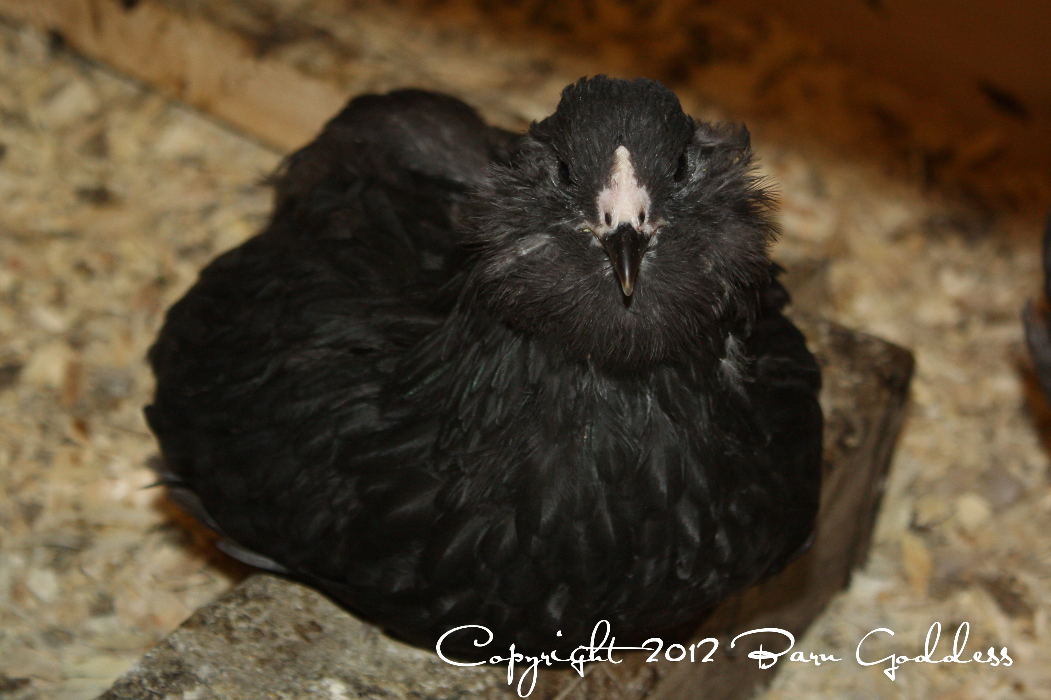 Sally (young pullet)