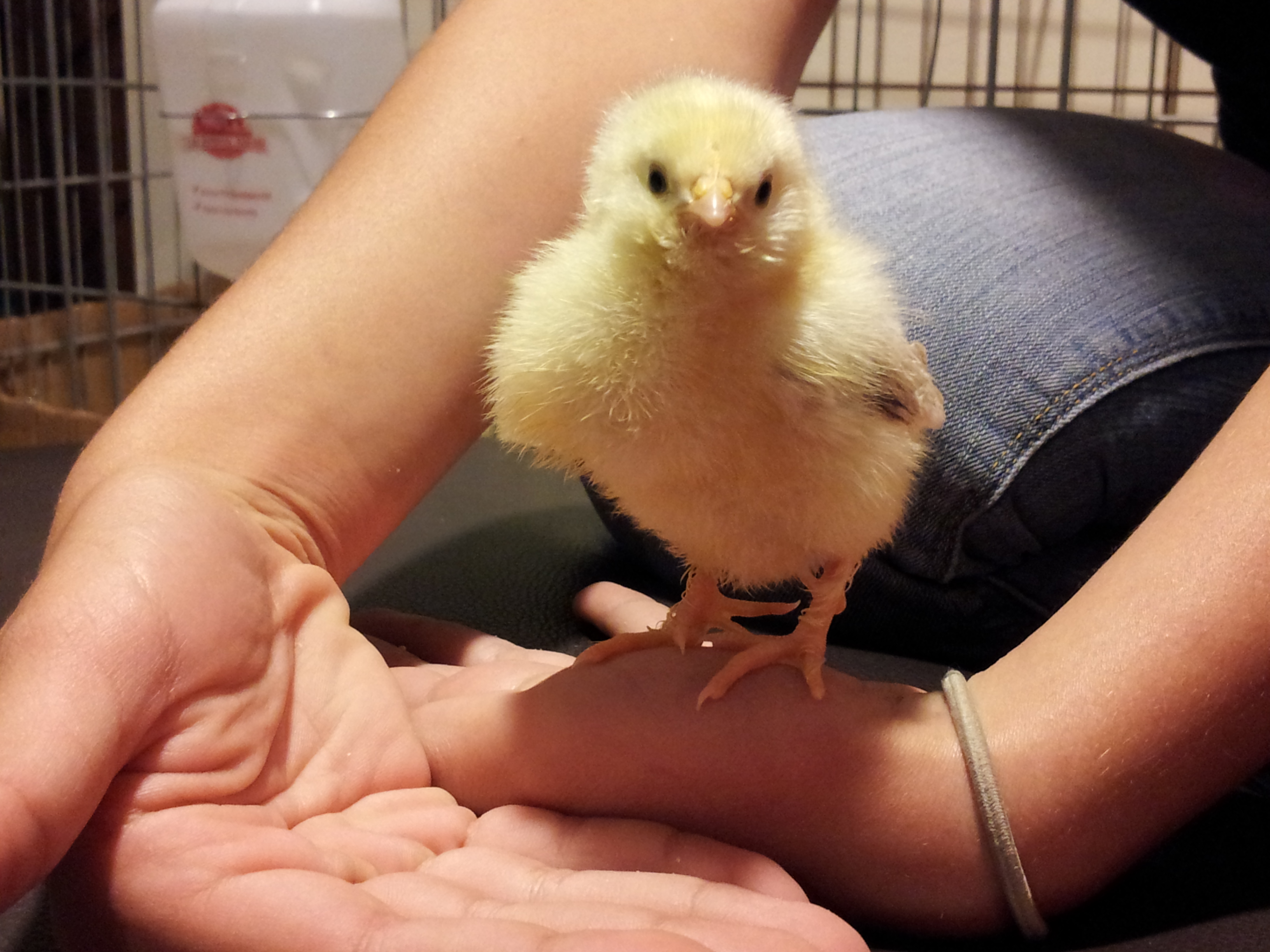 Salmon Faverolle - Aka Mrs Tiddlefoot! DH has always wanted a pet named Mr or Mrs Tiddlefoot.. lol.. Now he has one.  Btw..she is definitely the boss of the chicks for now at least.