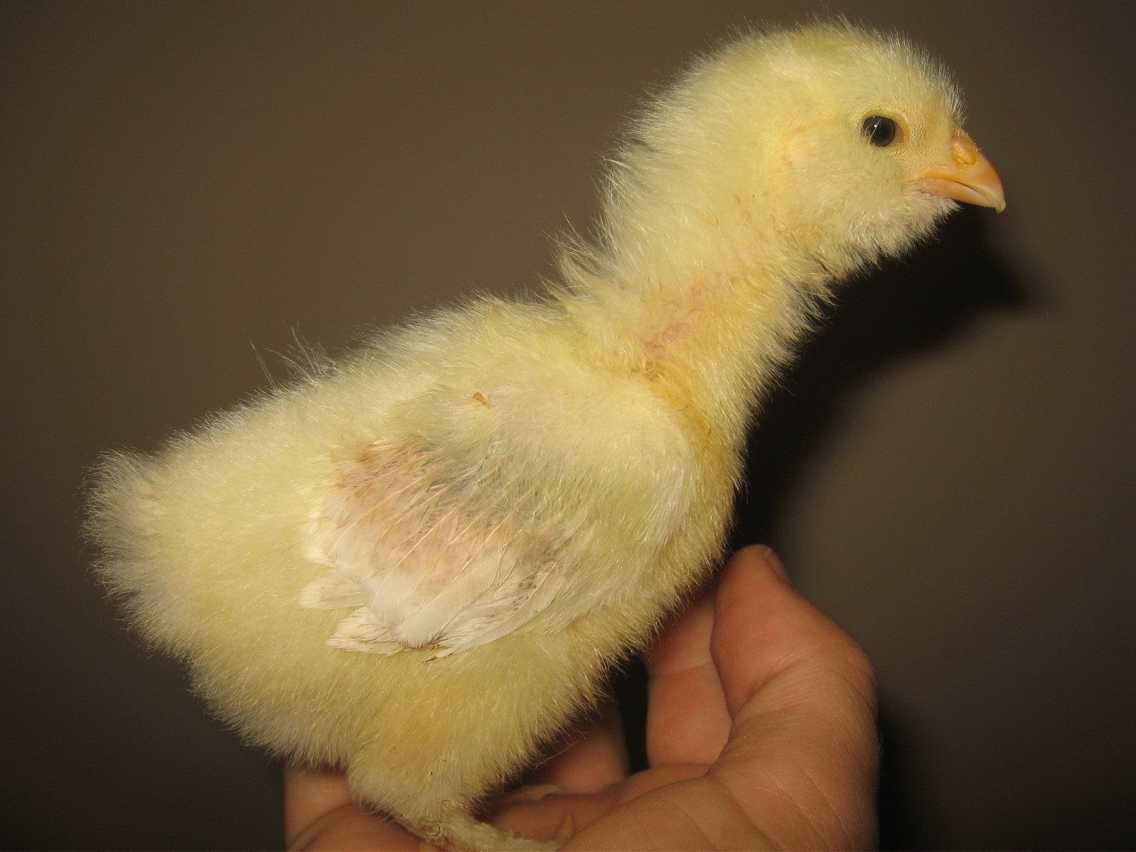 Salmon Faverolle at two weeks old.