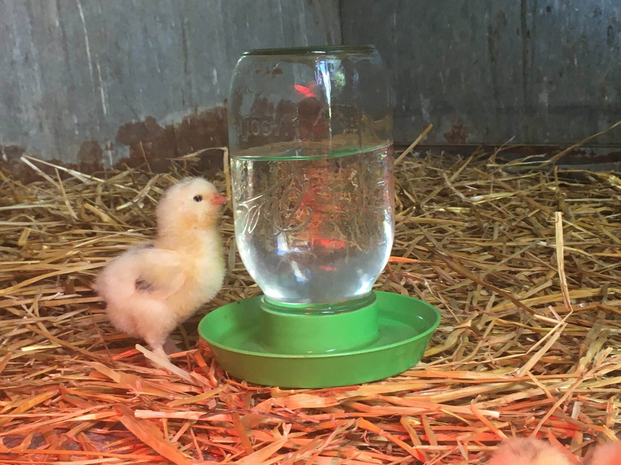 Salmon faverolle chick about to drink