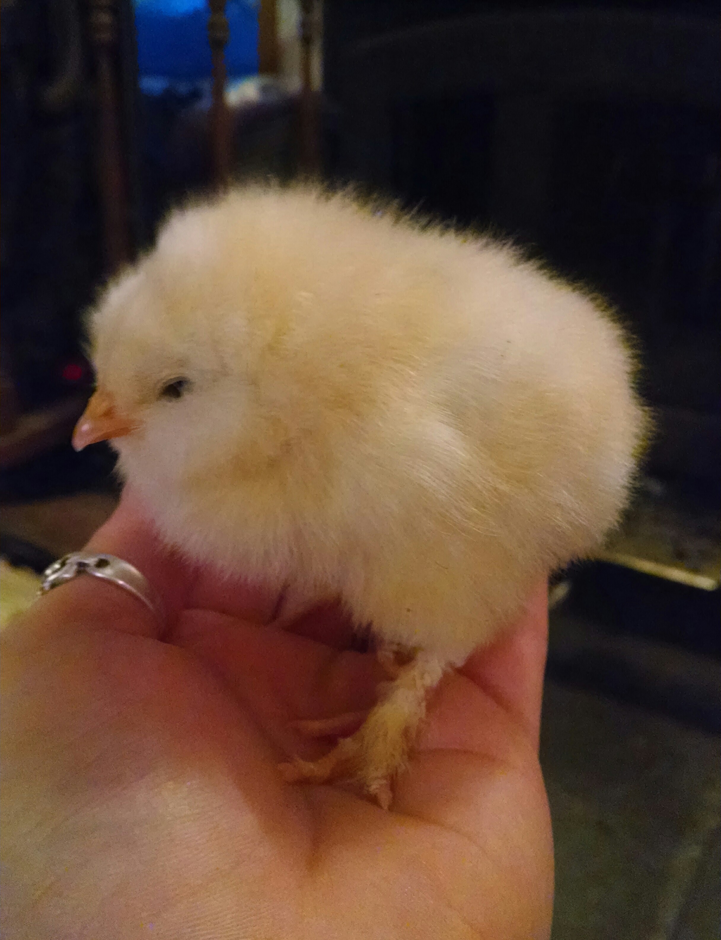 Salmon Faverolle chick at one week , but compared to the others...I believe I have a late bloomer :-)