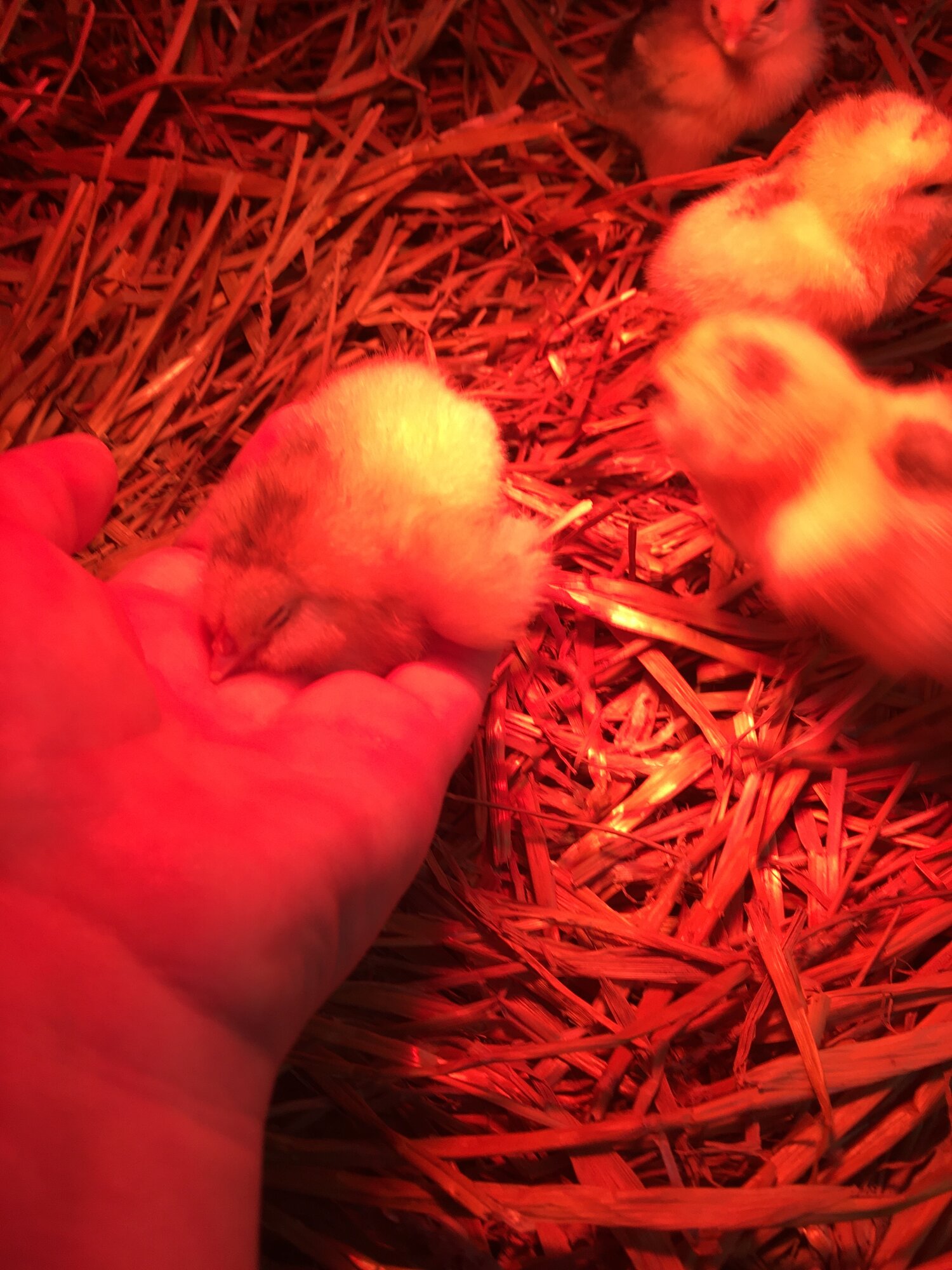 salmon faverolle chick in the hand