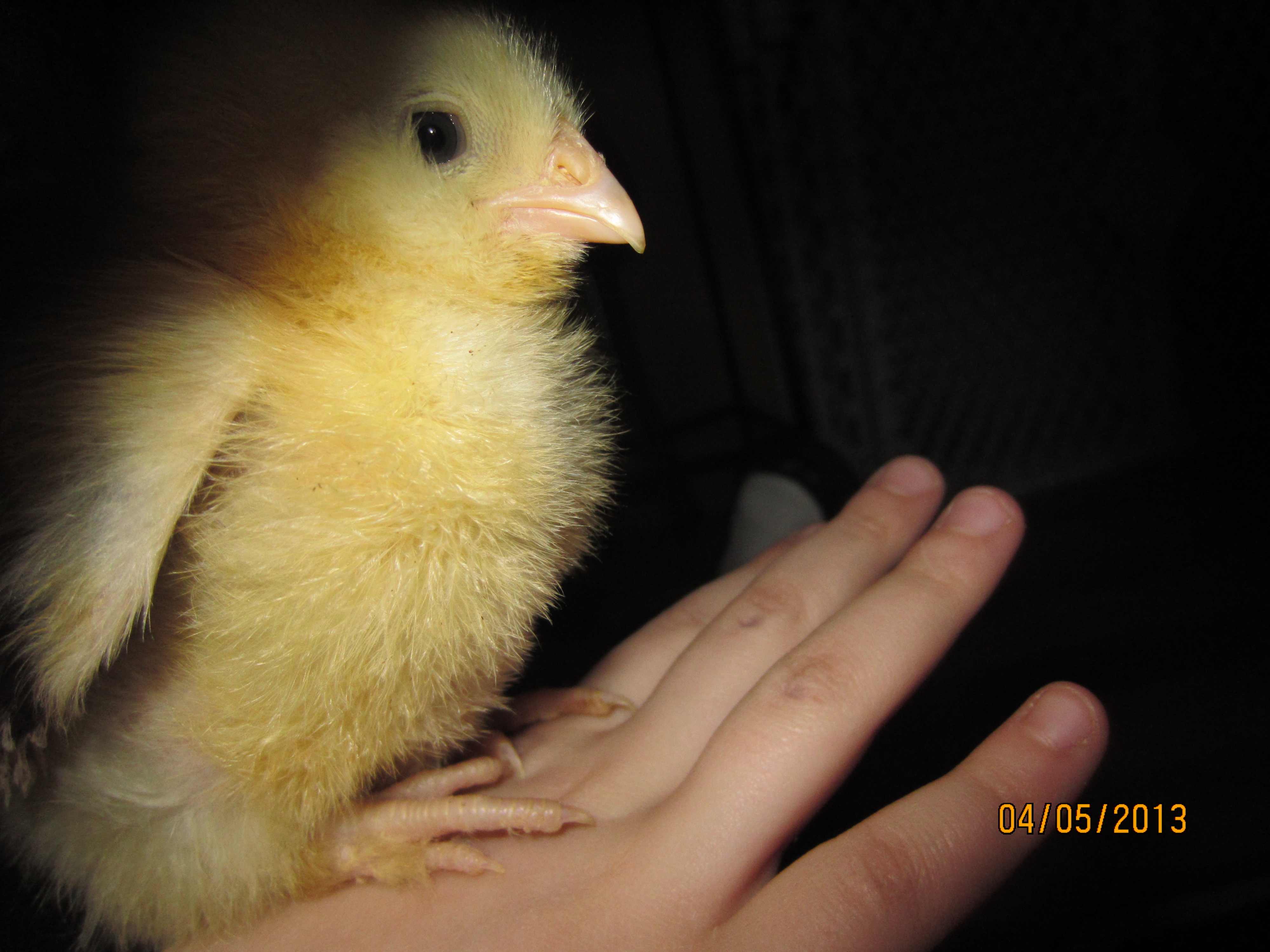 Salmon faverolle chick - ms. Fluffy Puffy