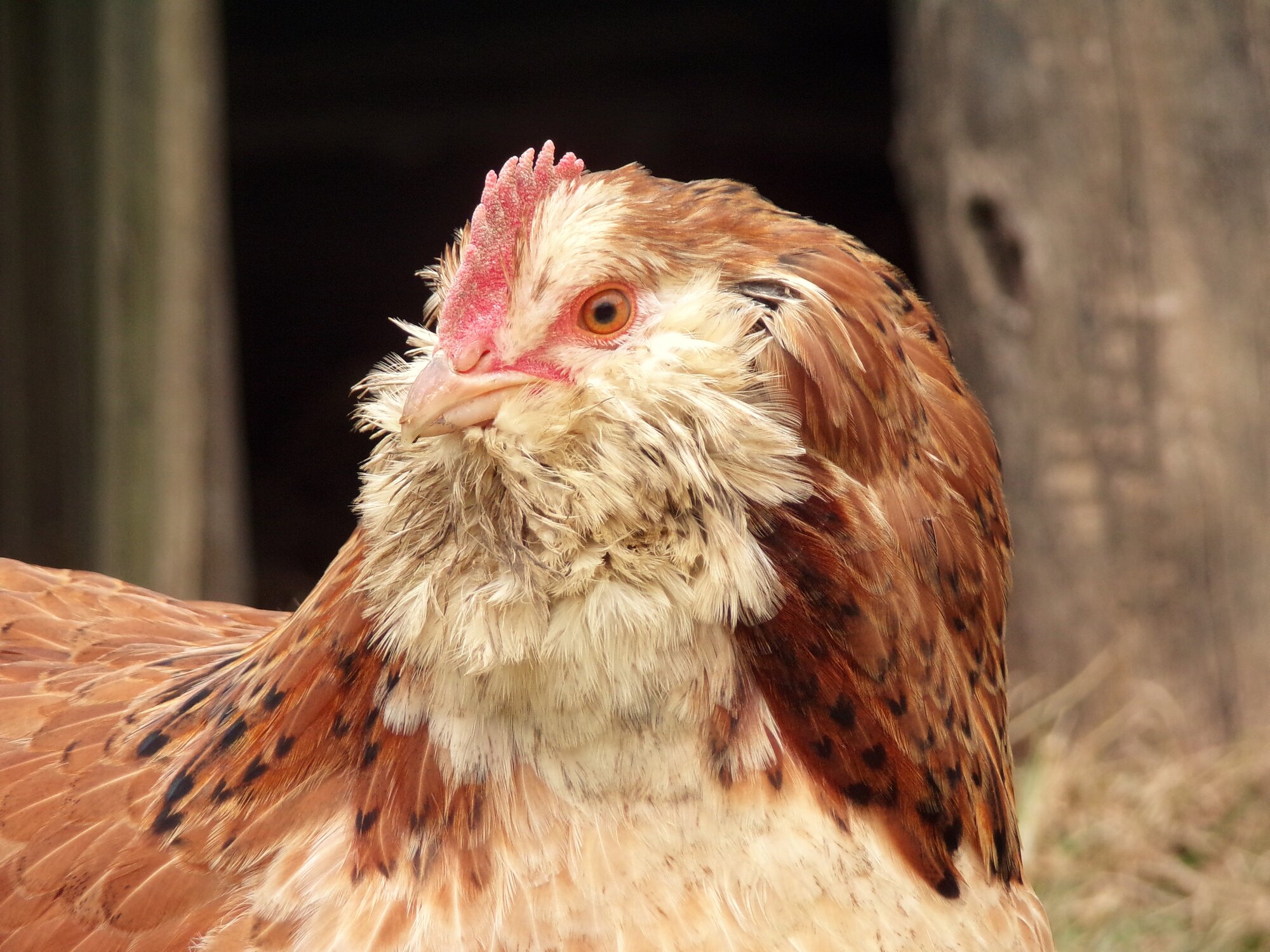 Salmon faverolle pullet portrait BackYard Chickens Learn How to