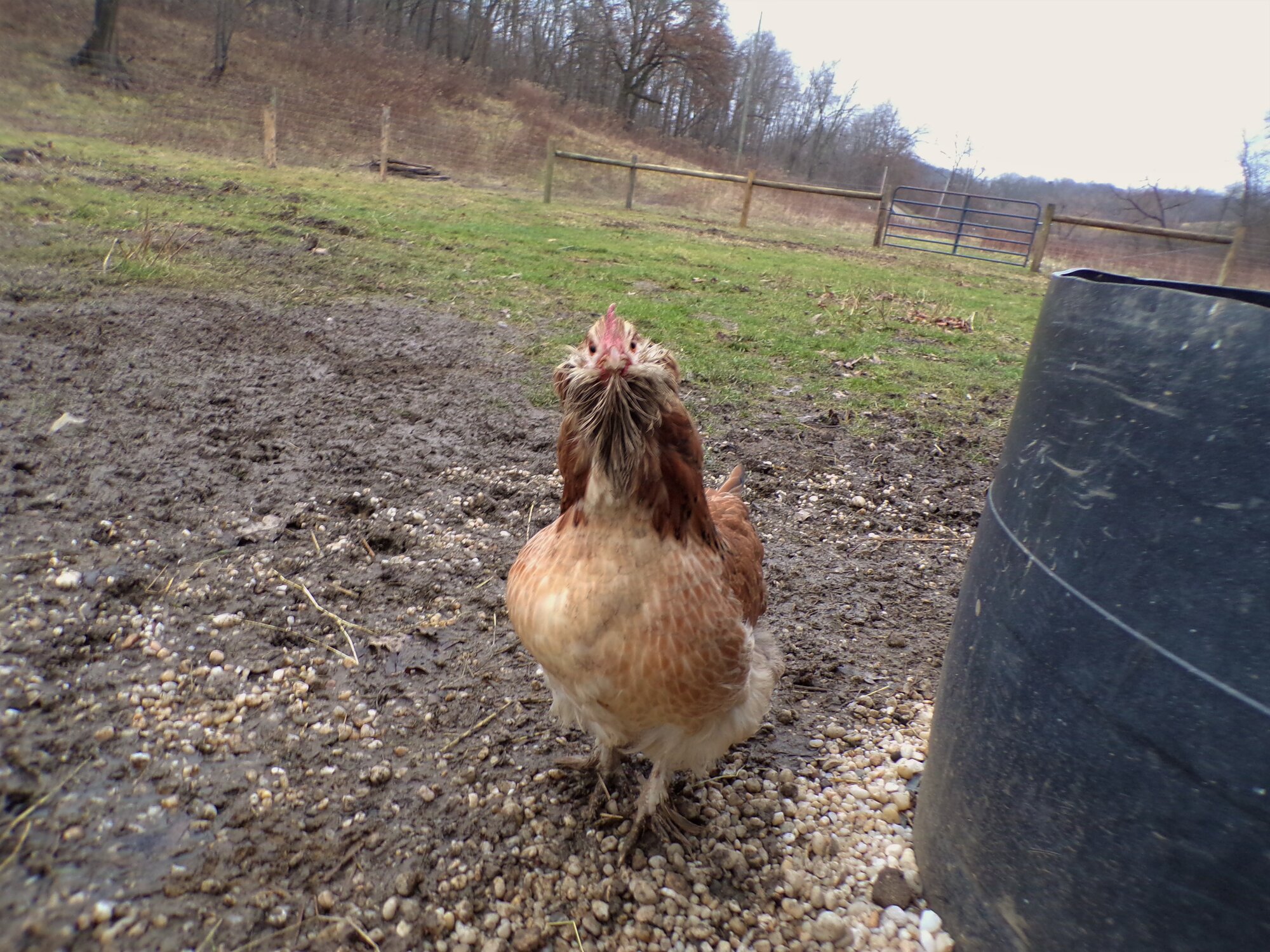 Salmon faverolle pullet BackYard Chickens Learn How to Raise Chickens