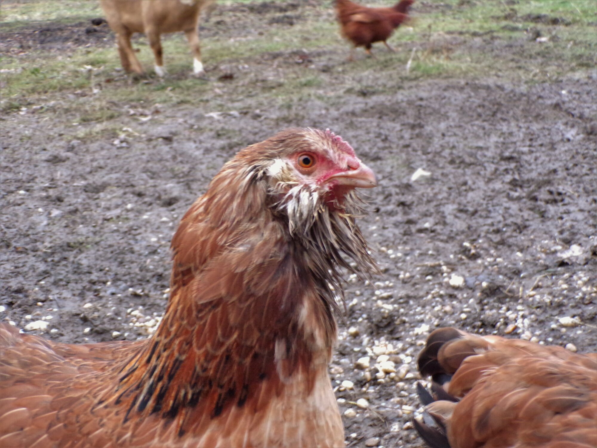 Salmon faverolle pullet BackYard Chickens Learn How to Raise Chickens