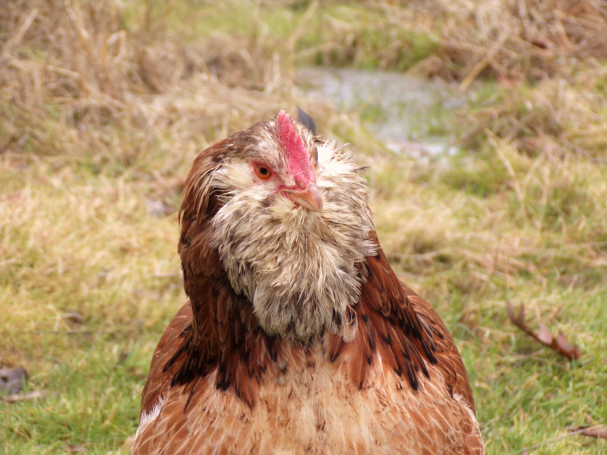 Salmon faverolles pullet portrait