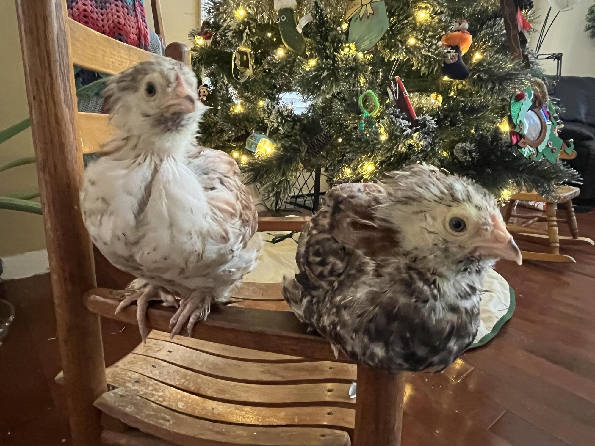 Salmon Favorelle 7 week old chicks