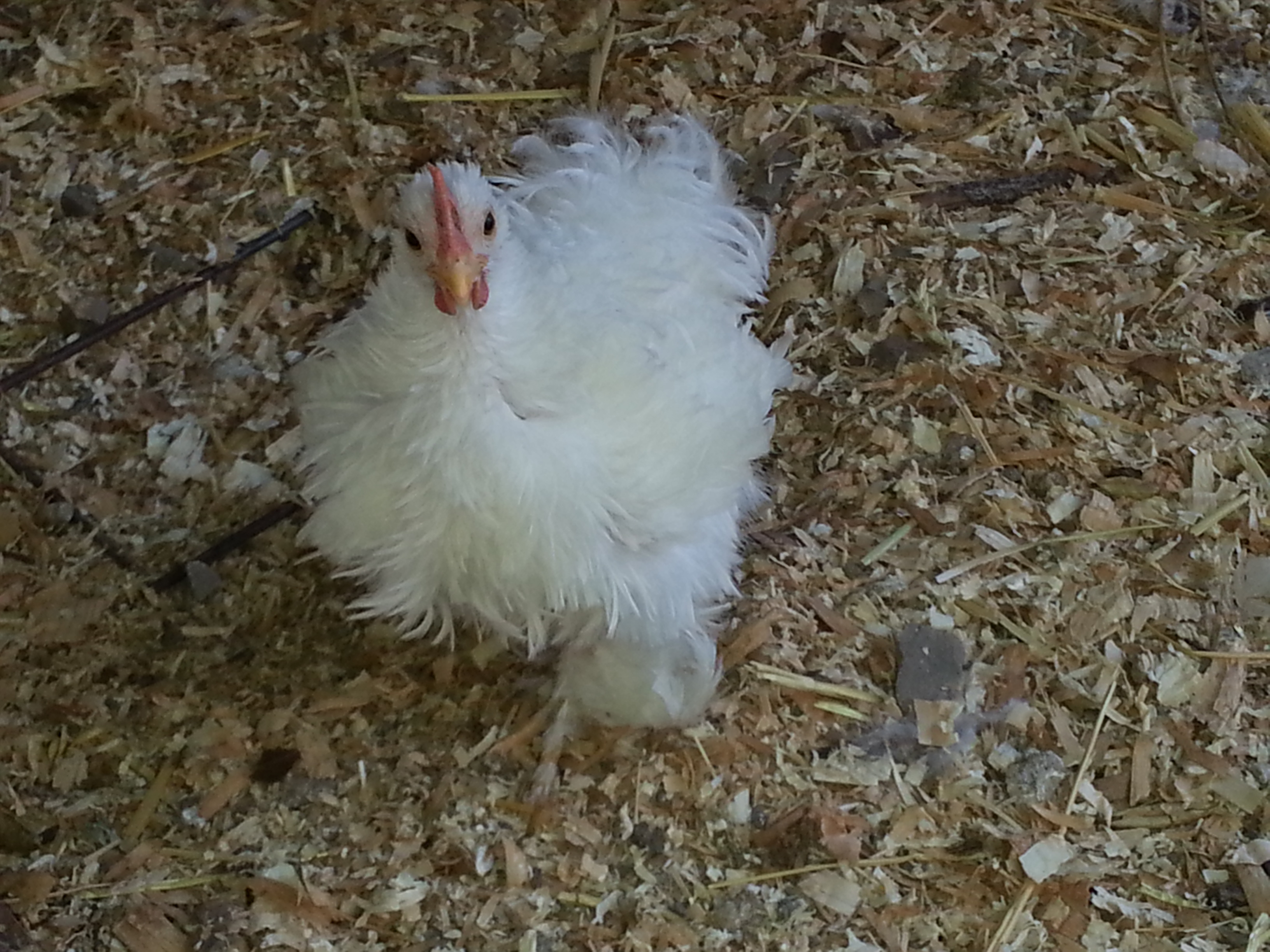 Salt, our first white Frizzle, we think she is a bantam cochin