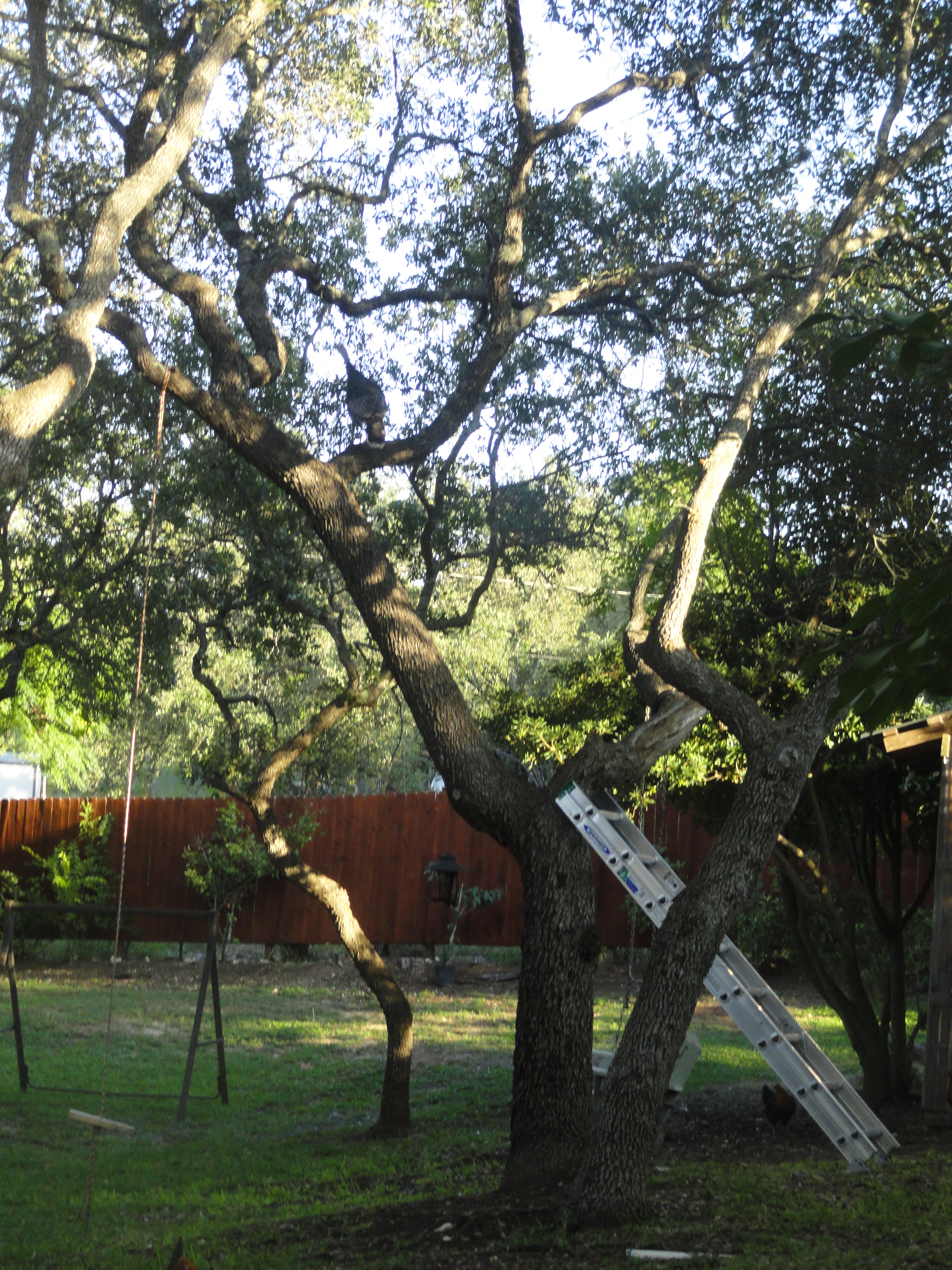 Sam had to go check out the new rope swing.