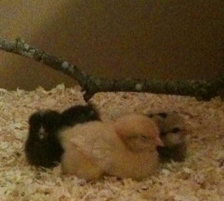 Sam, Margy, and Francis.  4 days old.