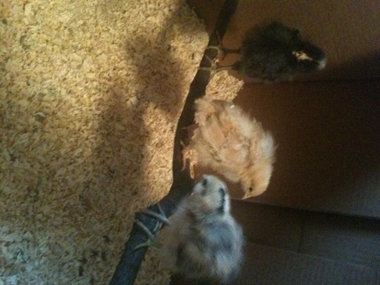 Sam, Margy, and Francis (from left to right).  17 days old.