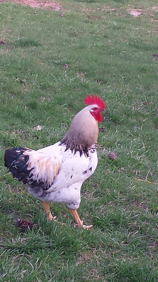 *
Sam our mixed breed roo  only 8 months old