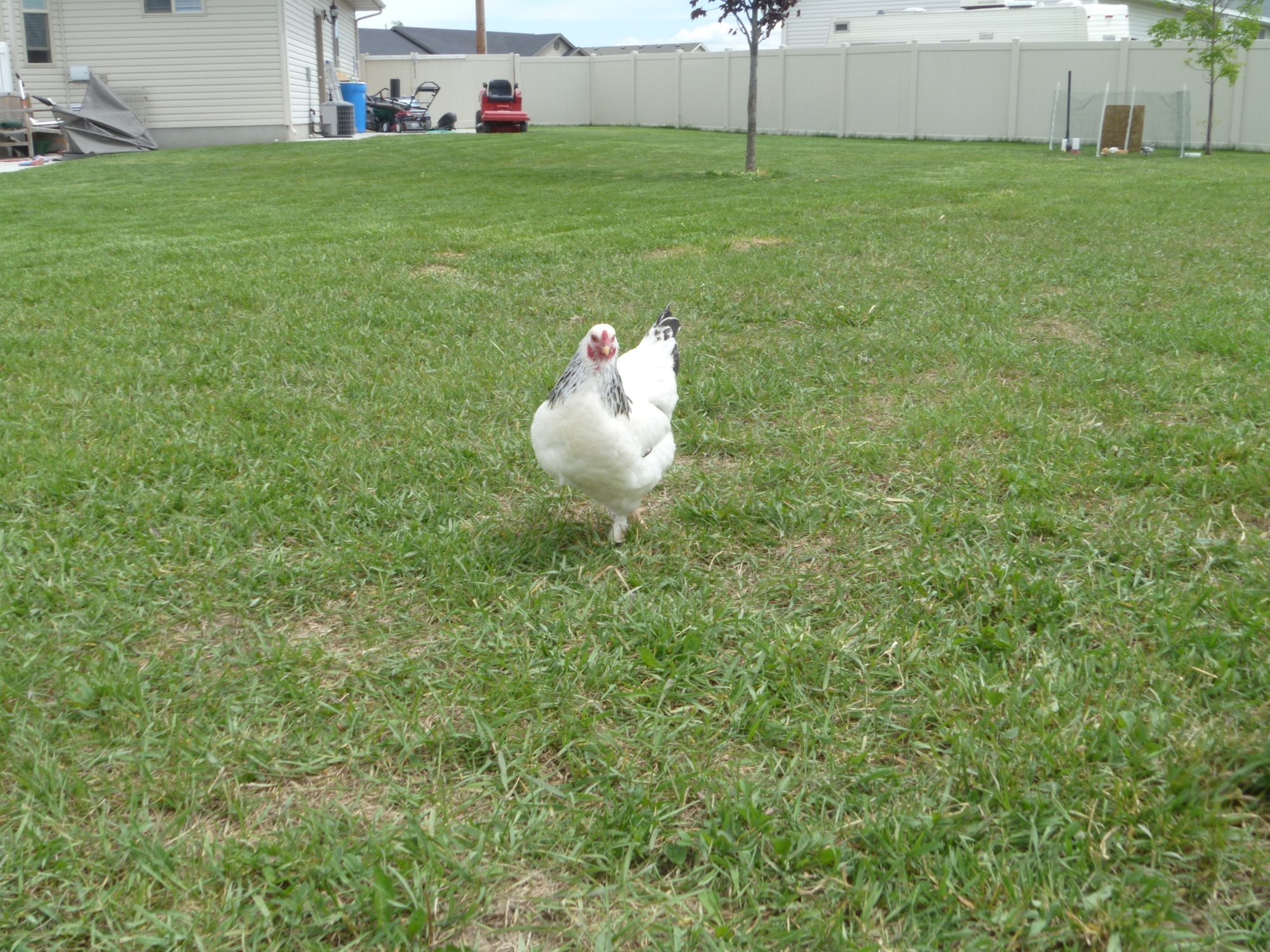 Sam, the Light Brahma, lays a medium tan/pink egg