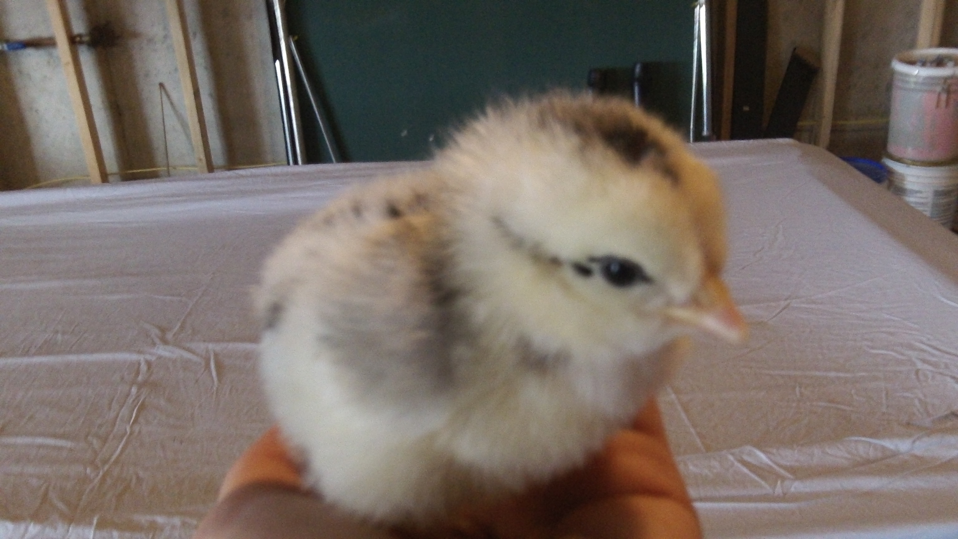 Sam