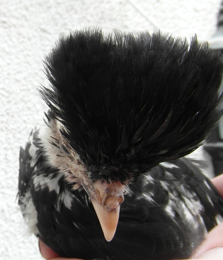 SAM_1299a.jpg
This is Dilly 5 week old silver laced Polish Bantam
or maybe Billy!