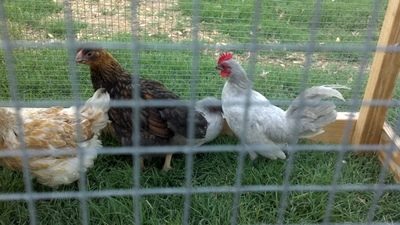 Samantha these are a few of your eggs that hatched the top three are my moms they are the RIR mutts