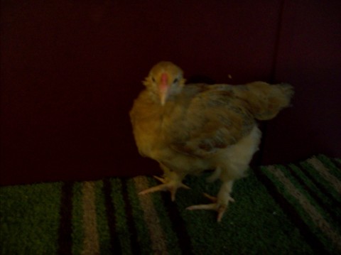 Same bird as above.