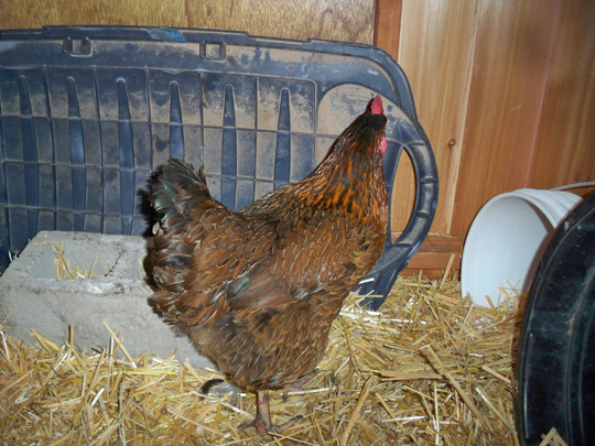 Same bird - just LOVE her pattern :)