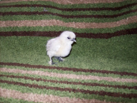 Same blue splash Silkie.