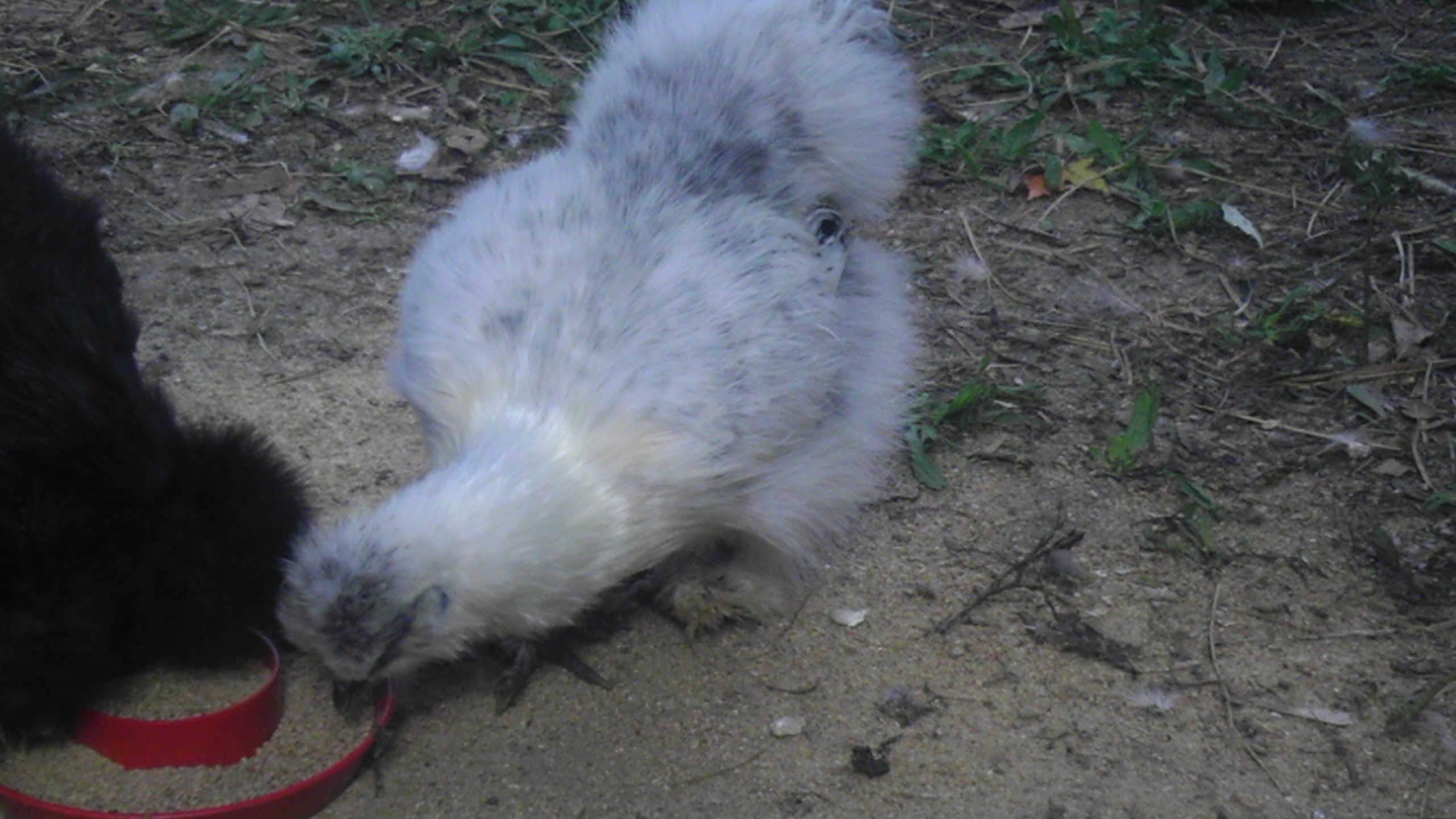 Same chick as above