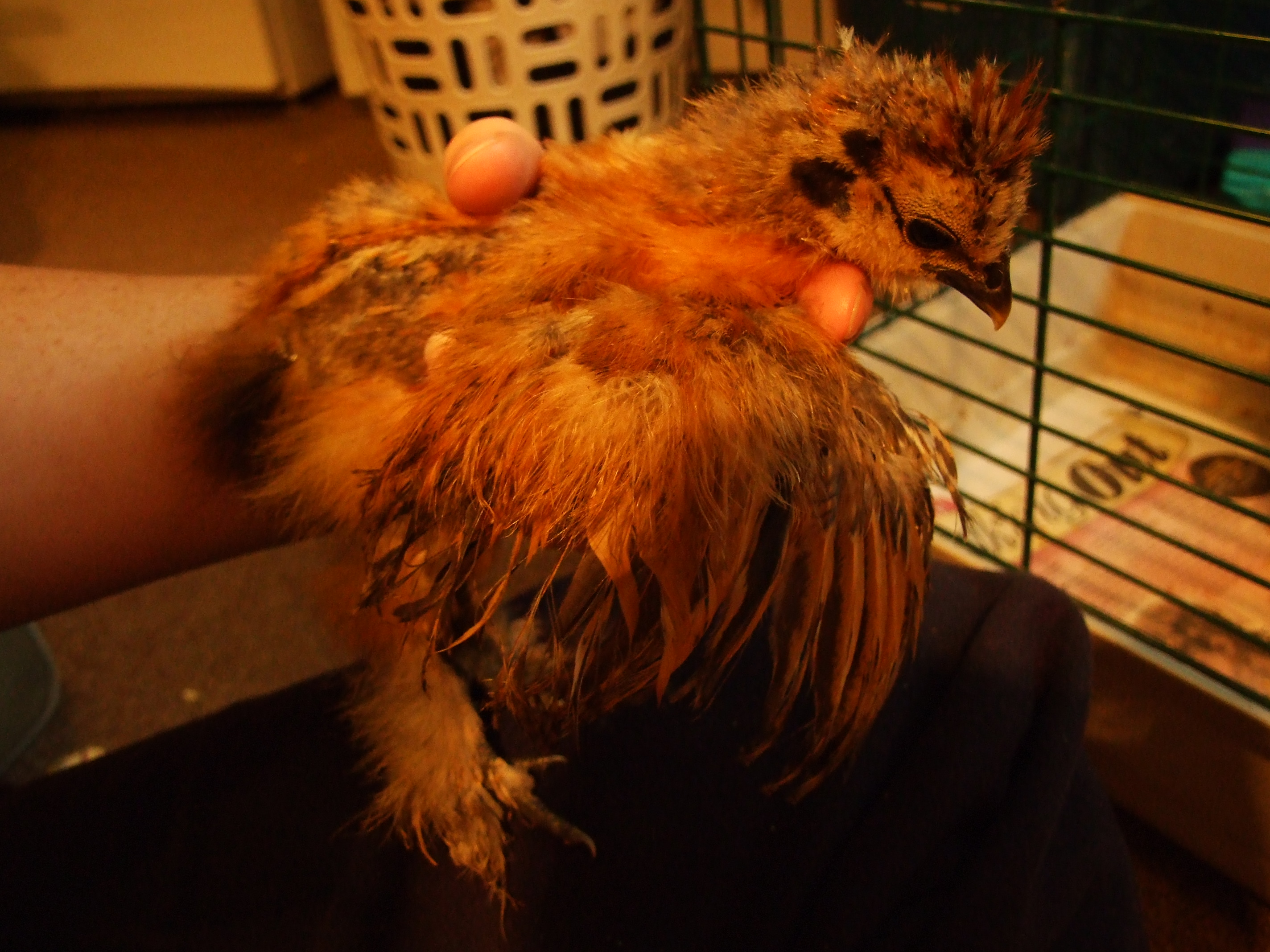 same chick as before showing his wing coloring