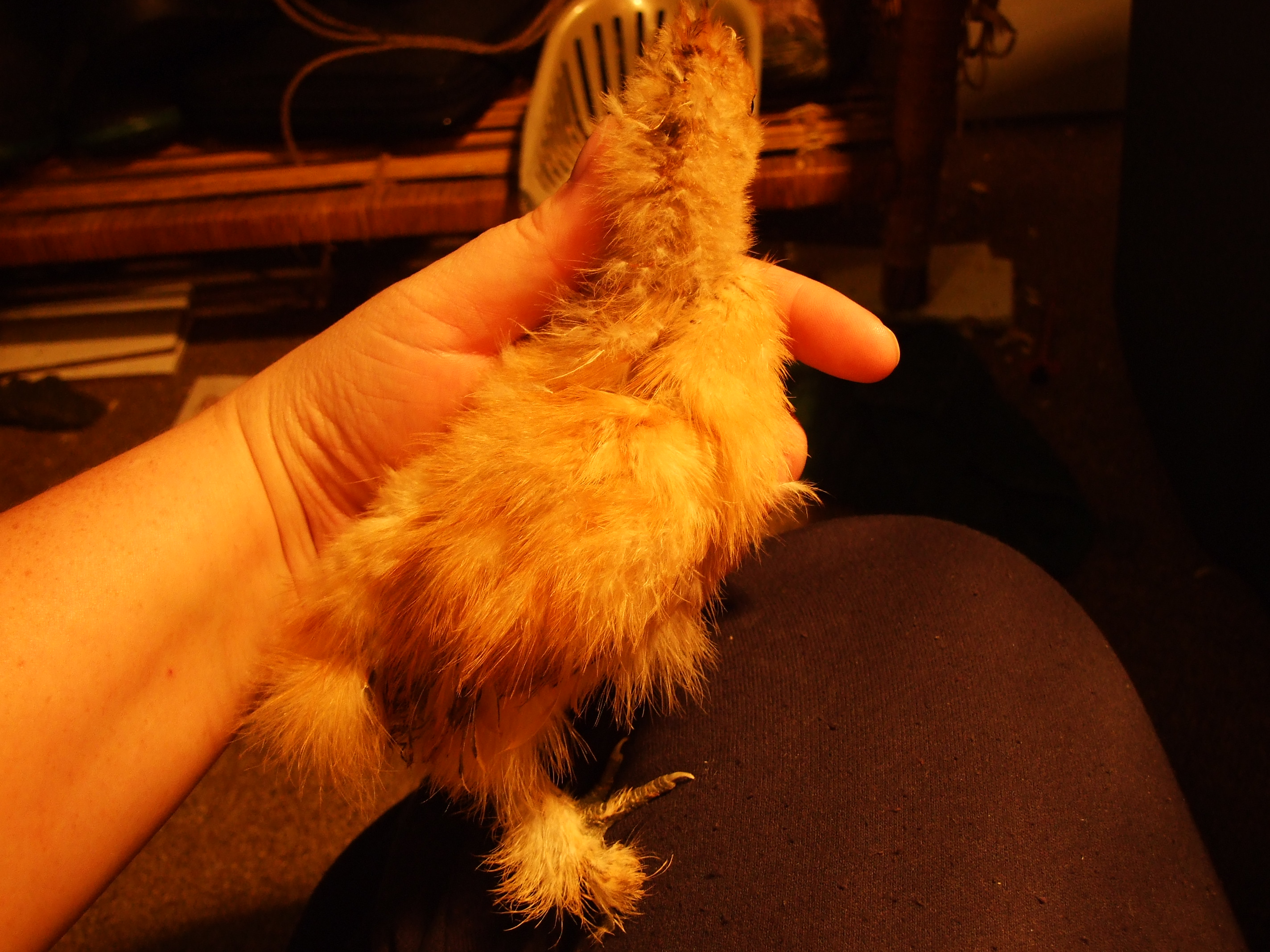 same chick as before