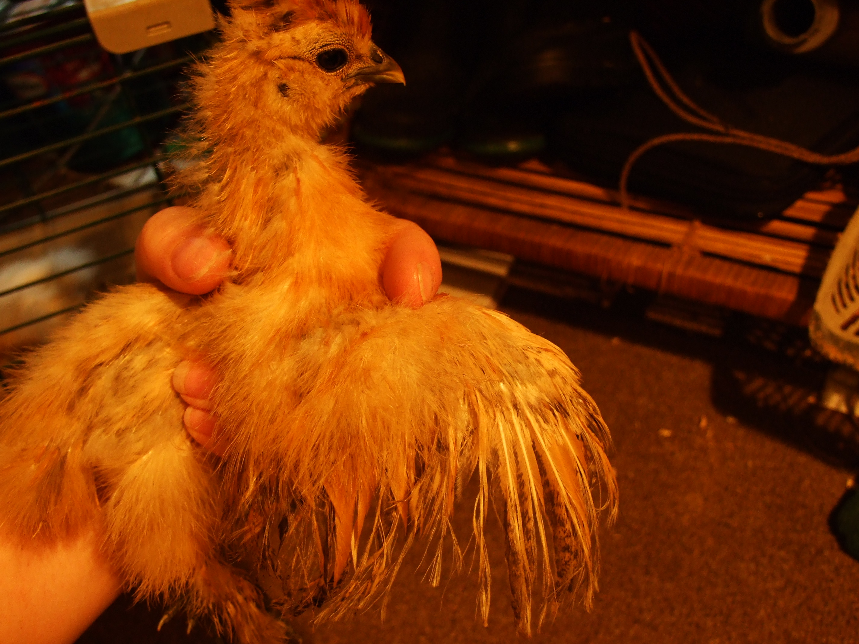 same chick showing it's wing color