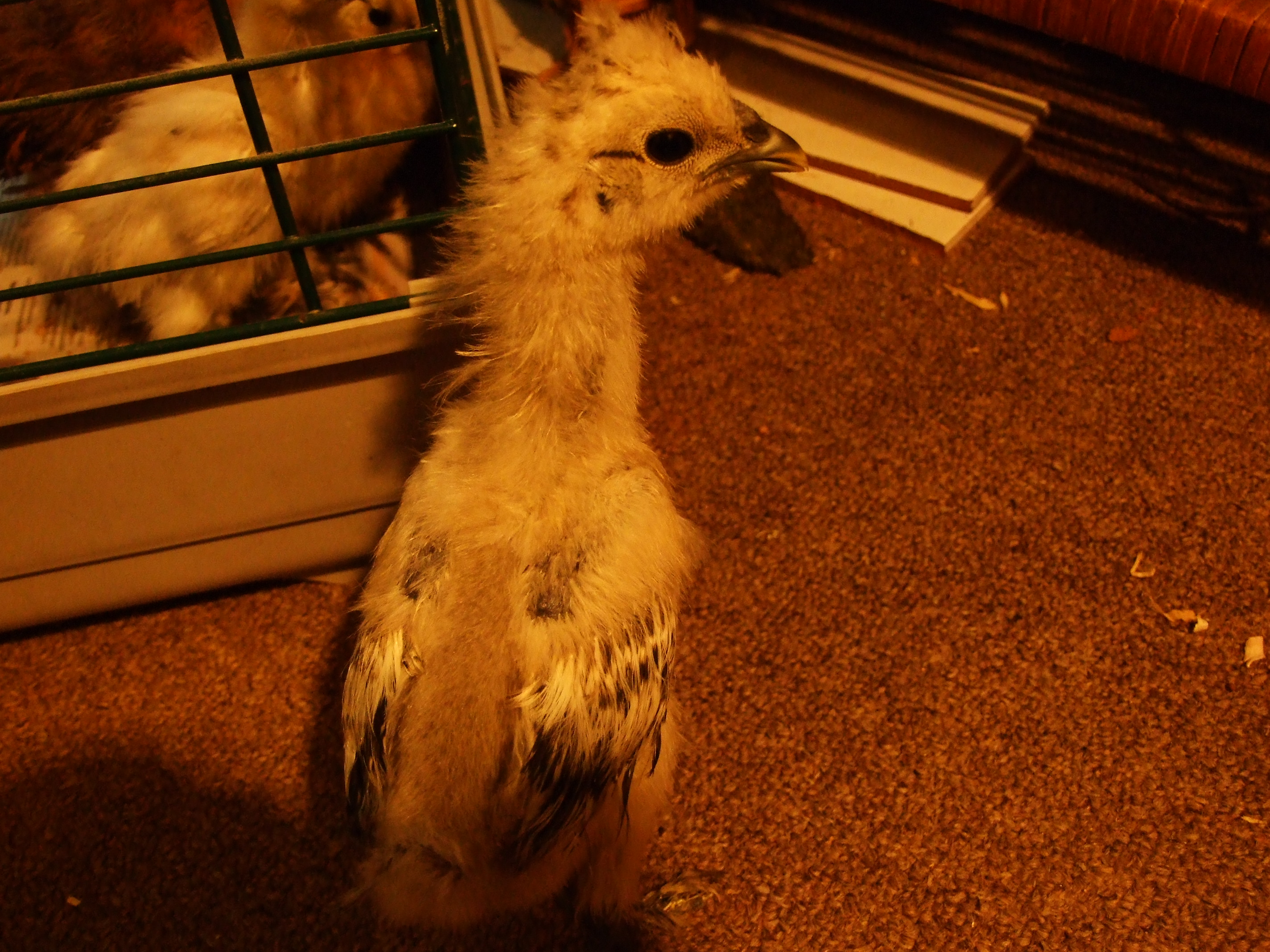 same chick
