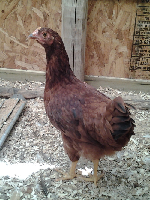 Same chicken, different angle.