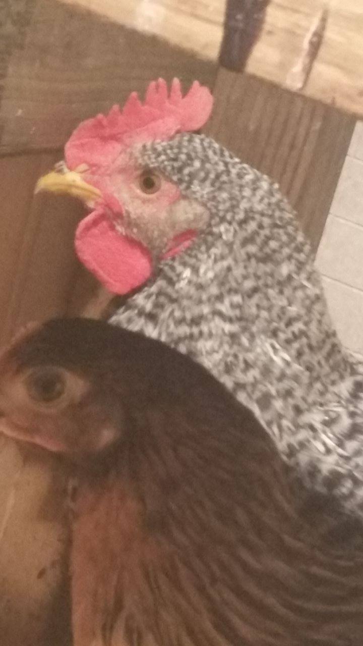 Same Chicken