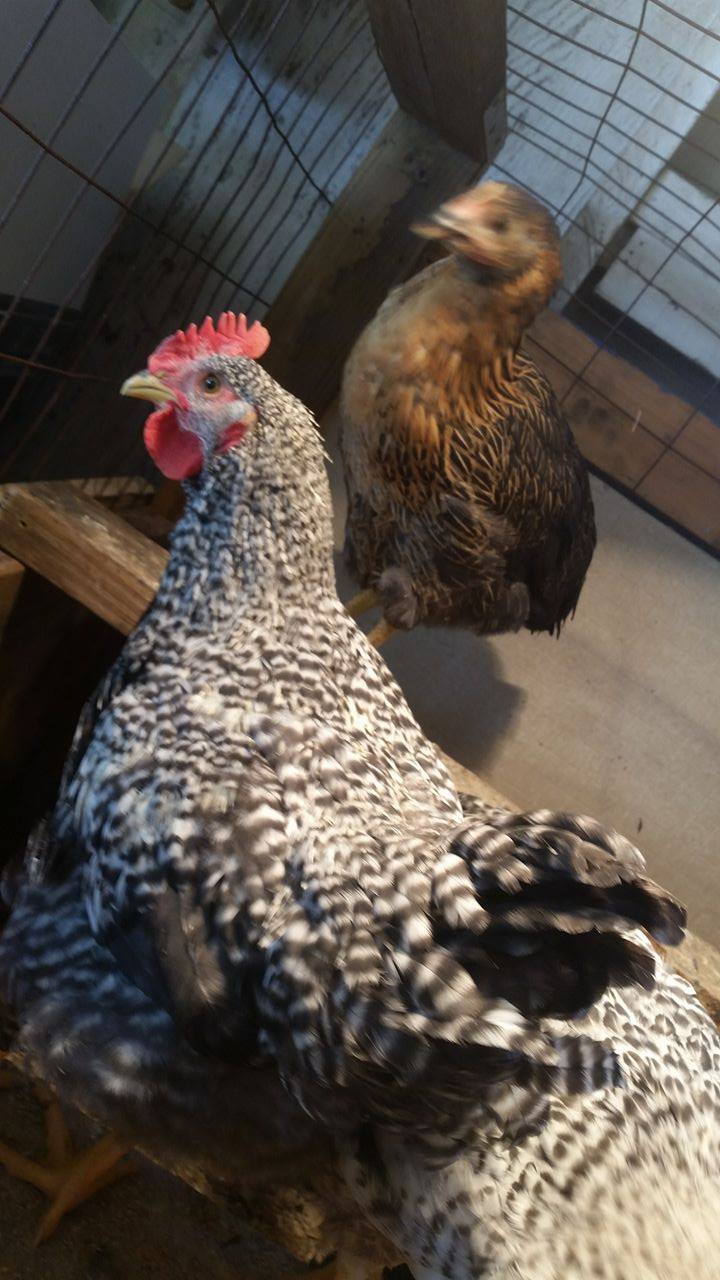 Same chicken