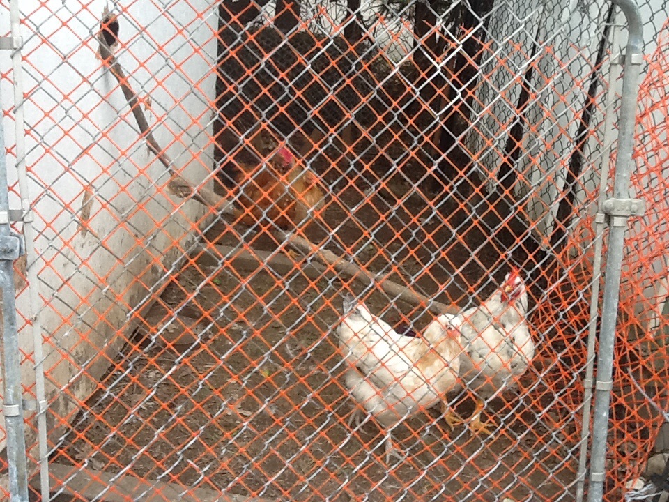 Same chickens April/15