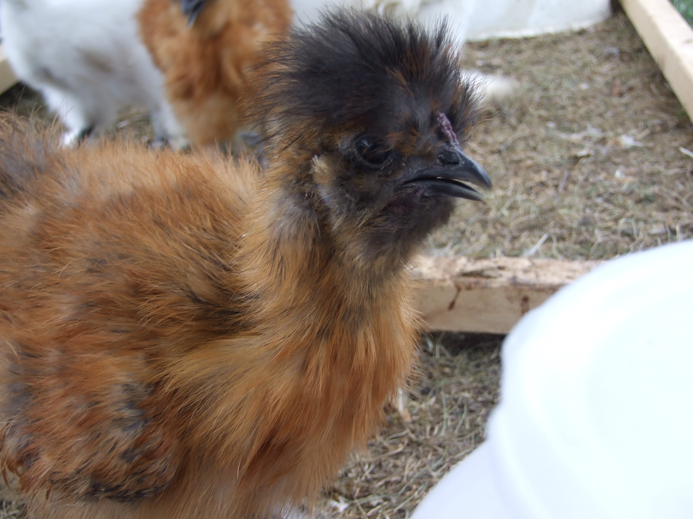 same cockerel but a face view
