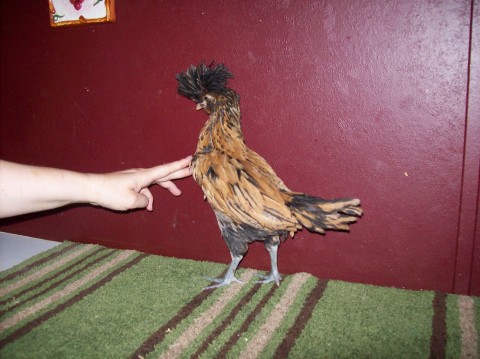 Same Gold laced bantam Polish