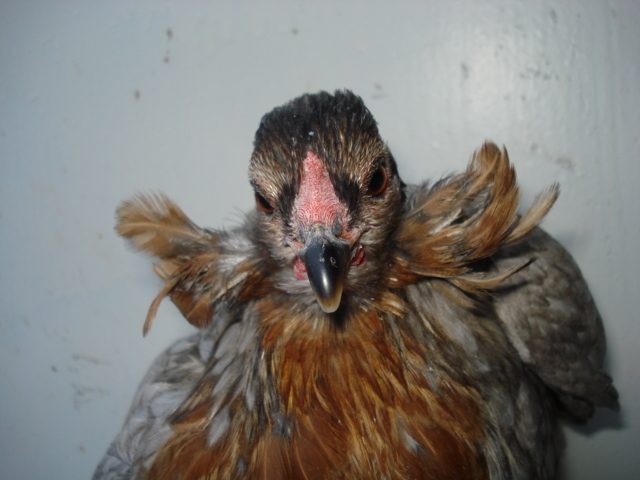 Same hen, with a view of her tufts.