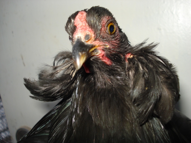 Same hen