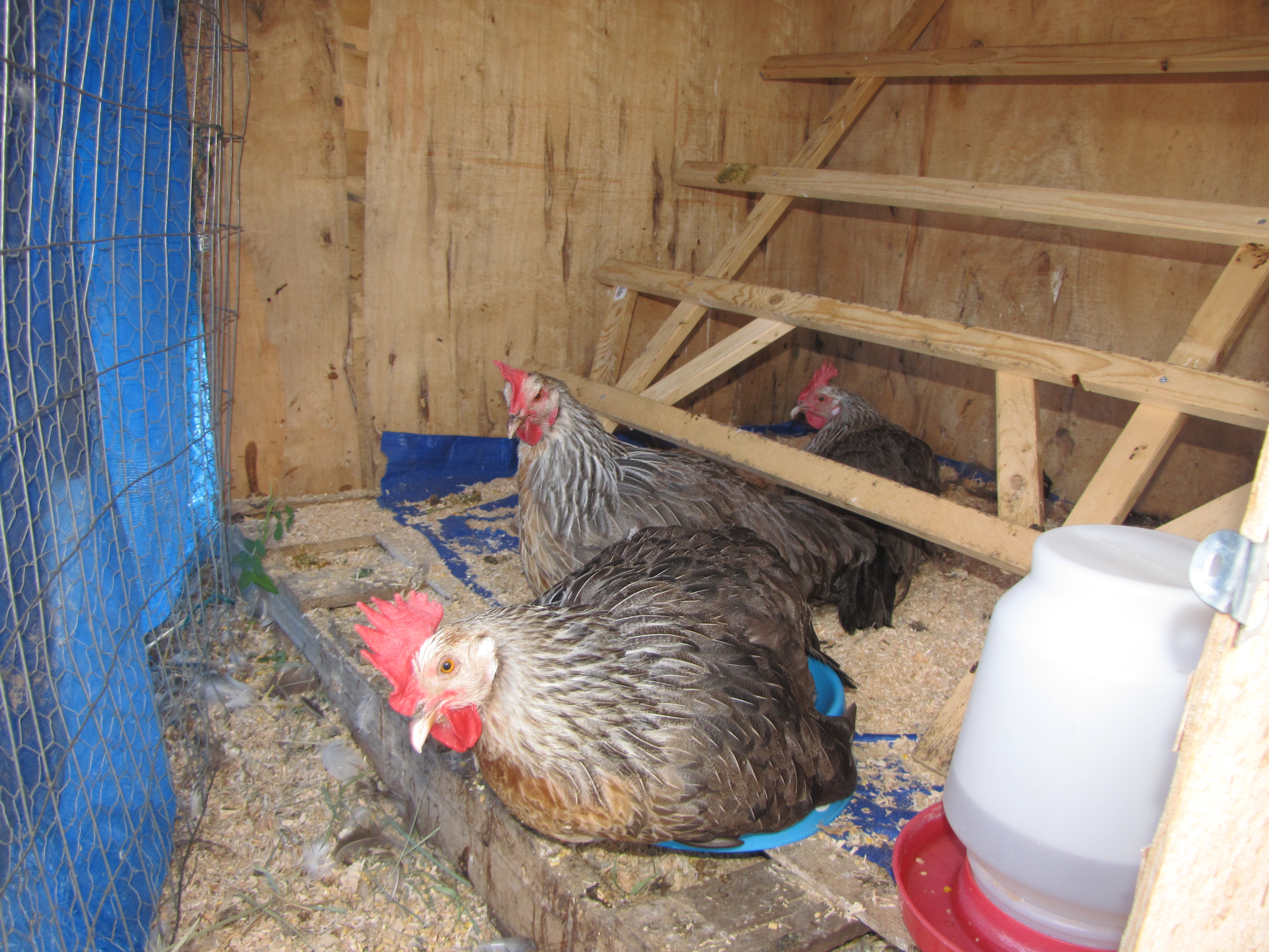 same hens in quarantine