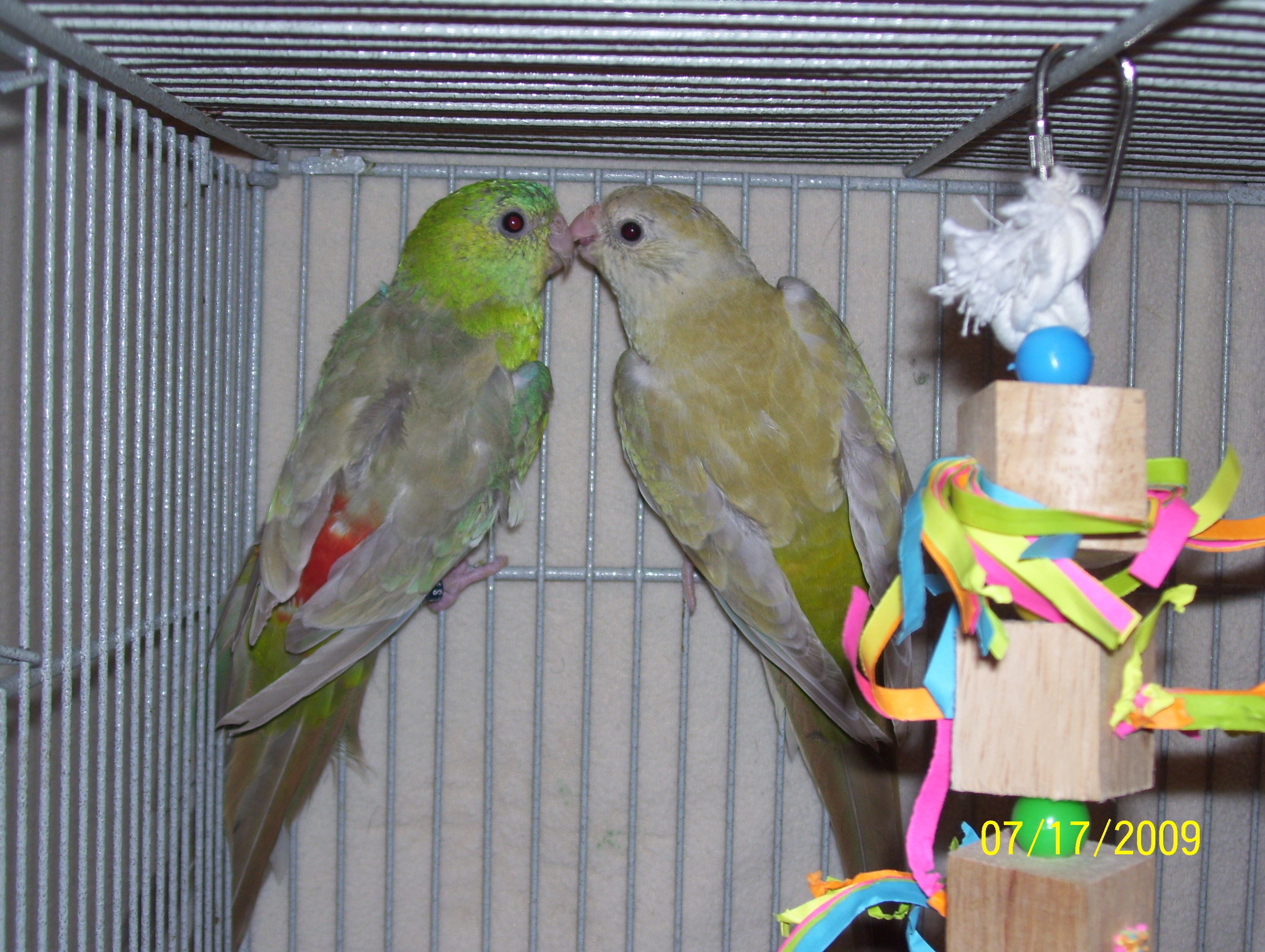 Same here, Jasper and Alice would you believe I had to look up Alice's name? ugh!!!! anyway, some problem here, all cute and chirpy chirpy then like a stroke victim, she just wasn't right, then she was gone.