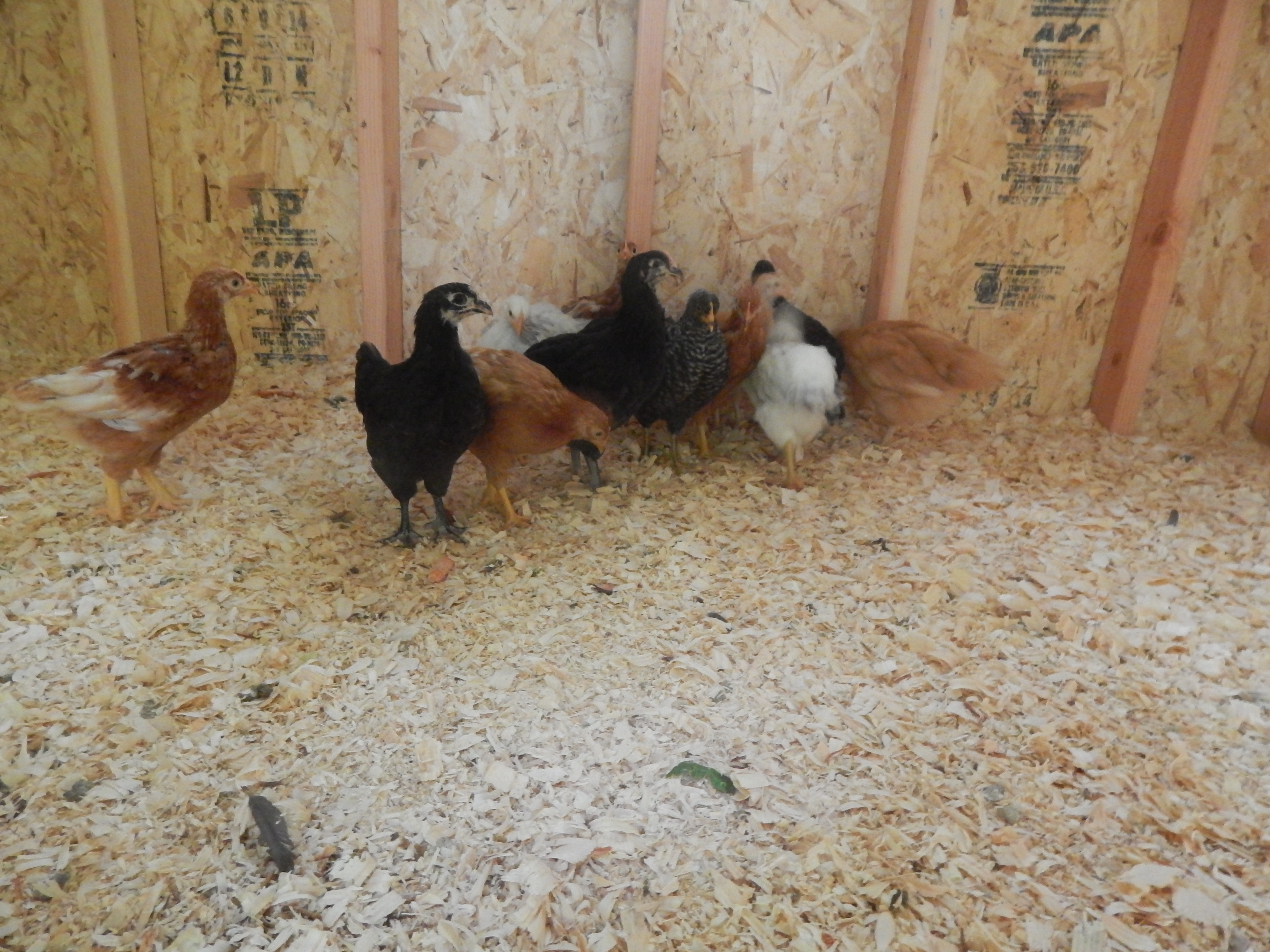 Same here my 5 week old flock are running from the drilling noise coming from outside the coop. Thanks honey perfect timing you allowed me to get a 5 week old pic all together!