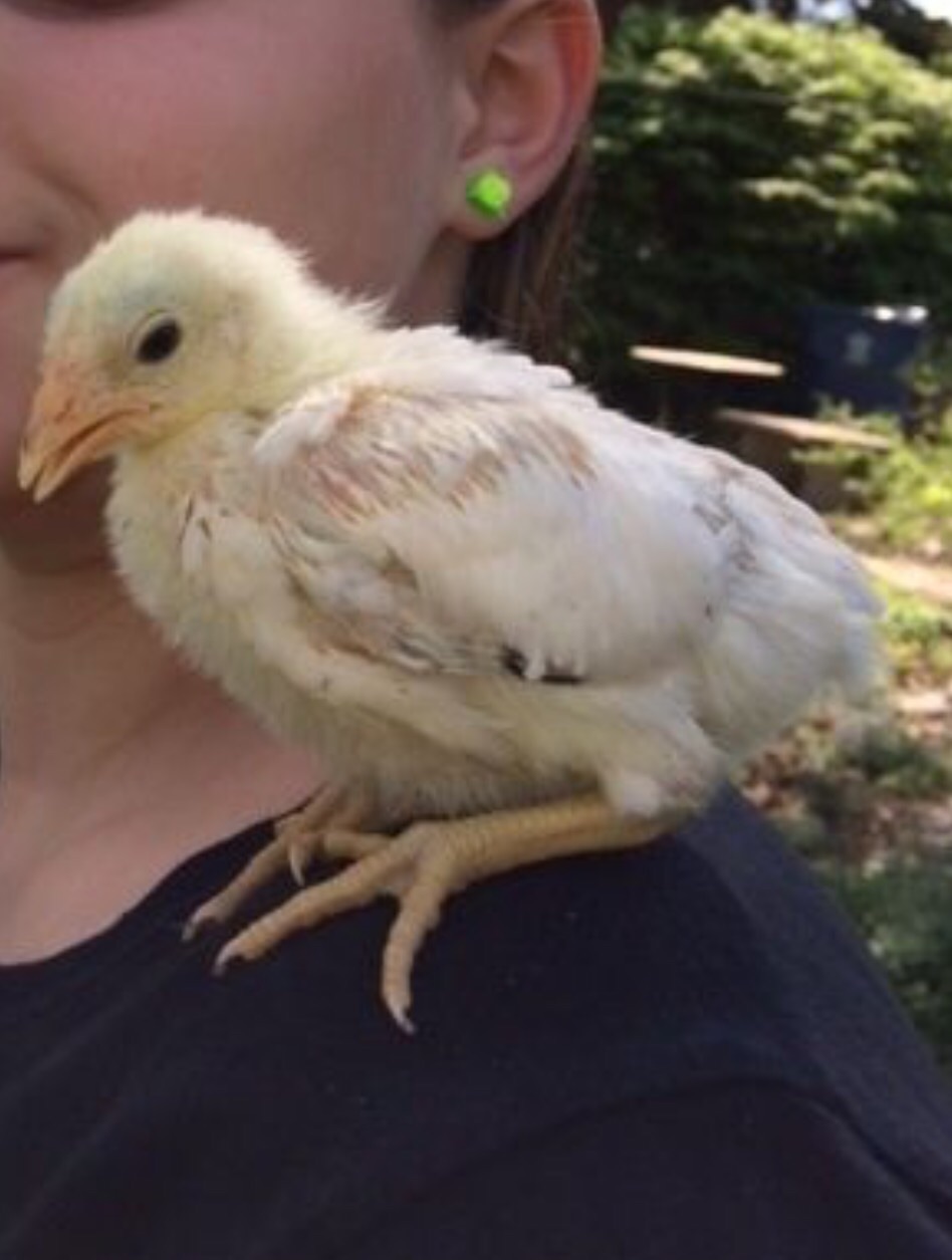 Same Old English game pullet from TSC spring  2014 a few weeks later