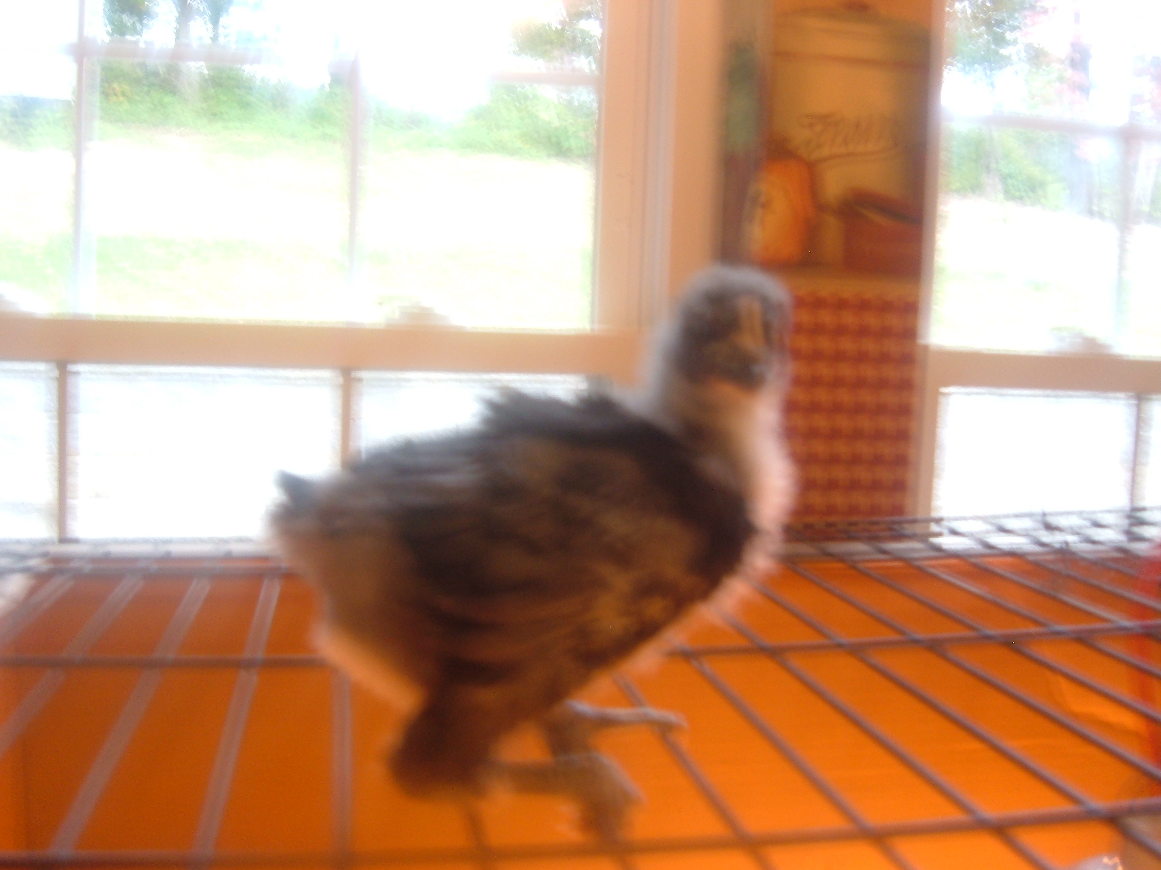 Same one.  Sorry its blurry.