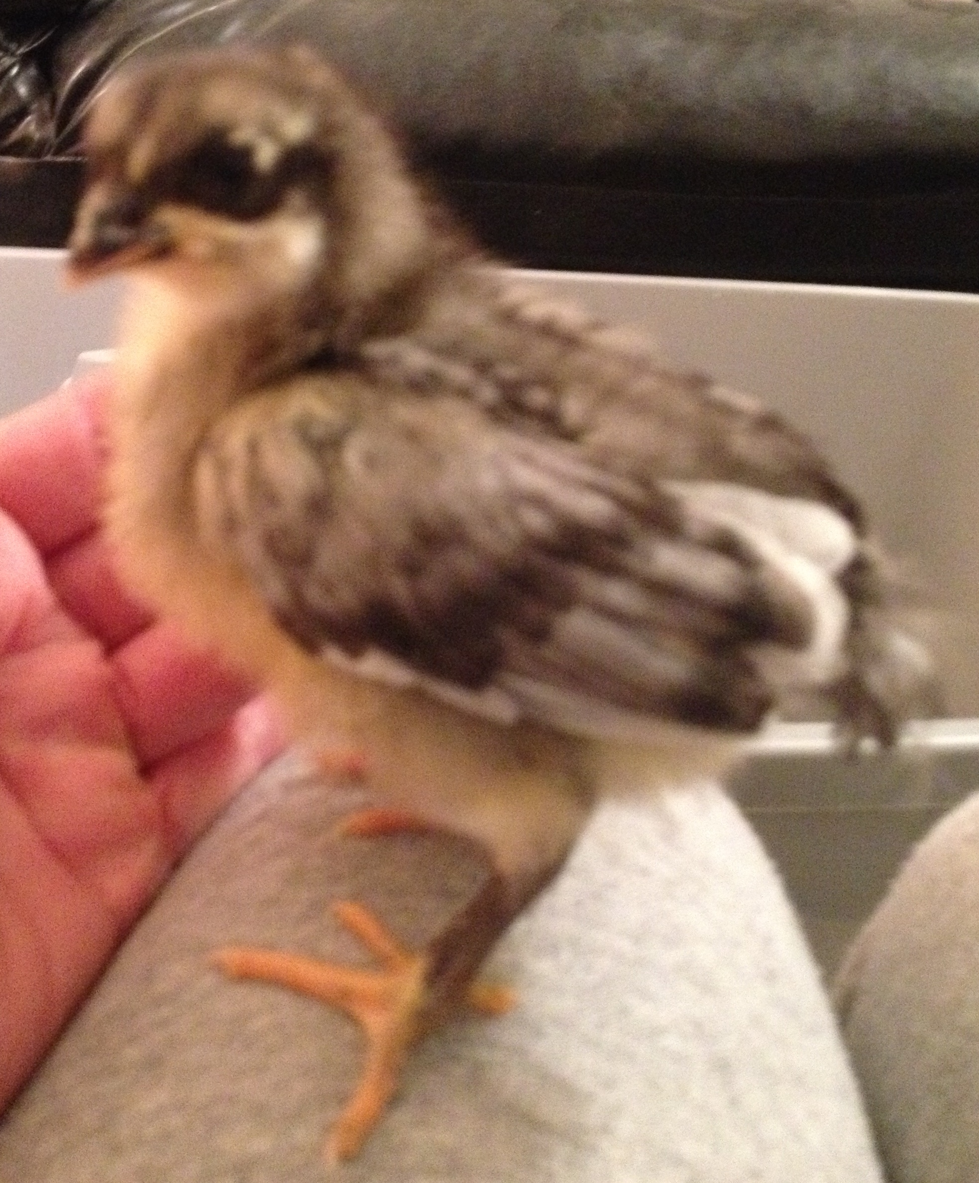 Same original import chick 11 days old